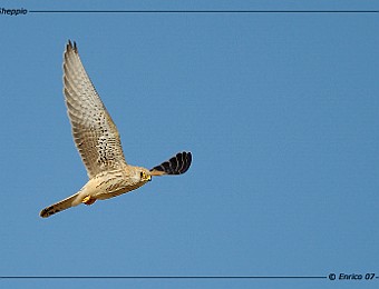 Animali 151
